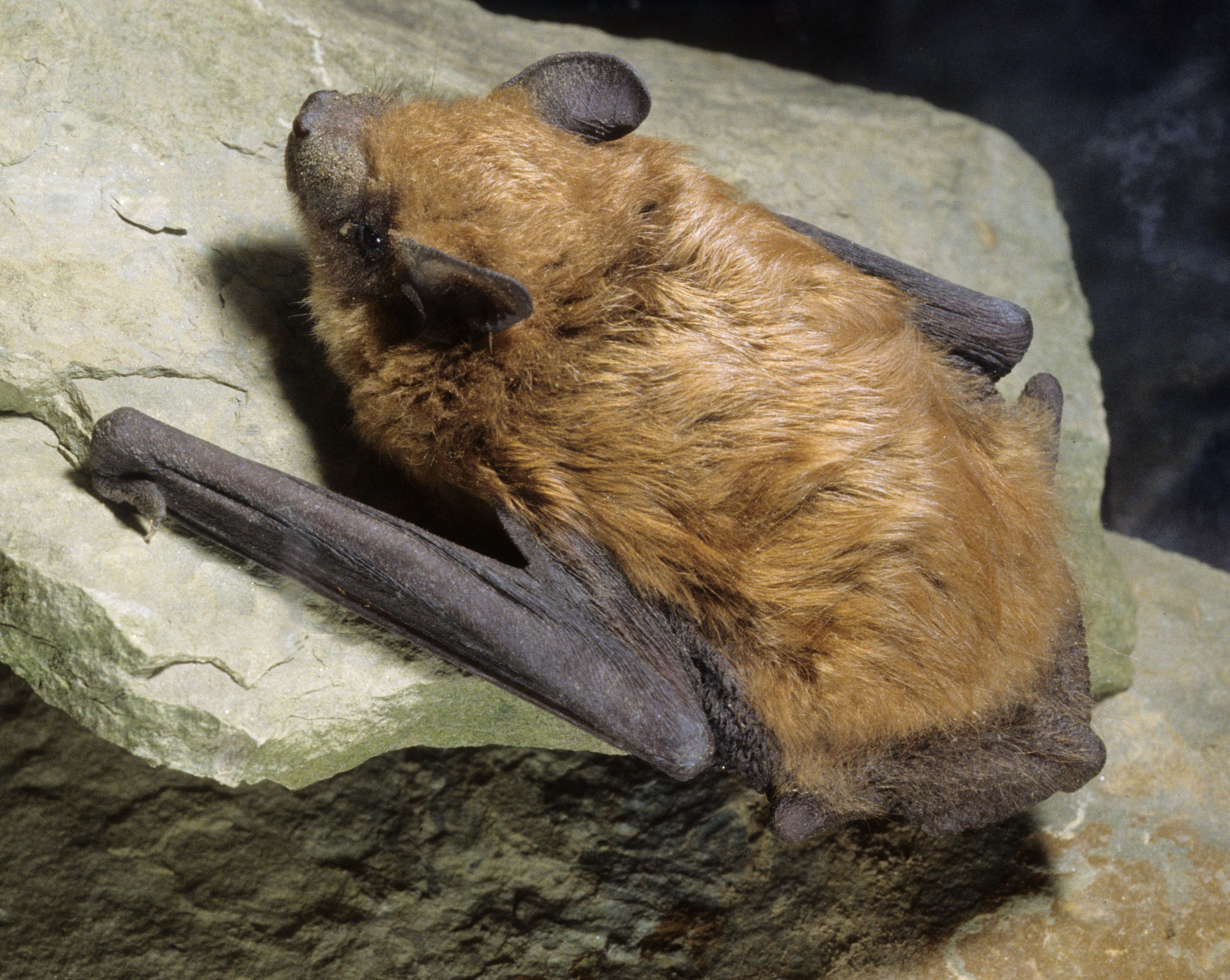 A brown bat clinging to bark with its wings folded.