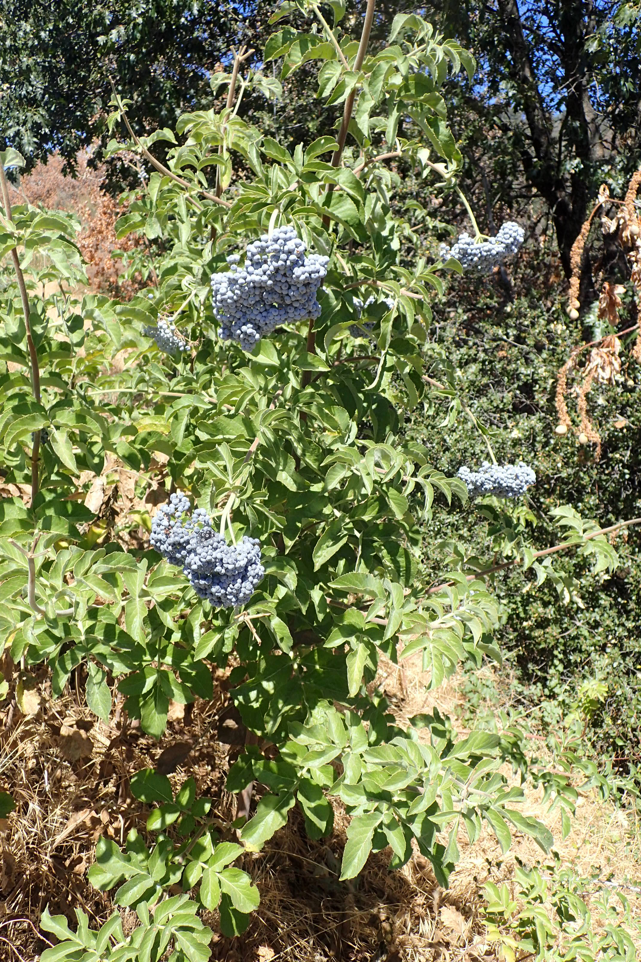 Blue elderberry photo