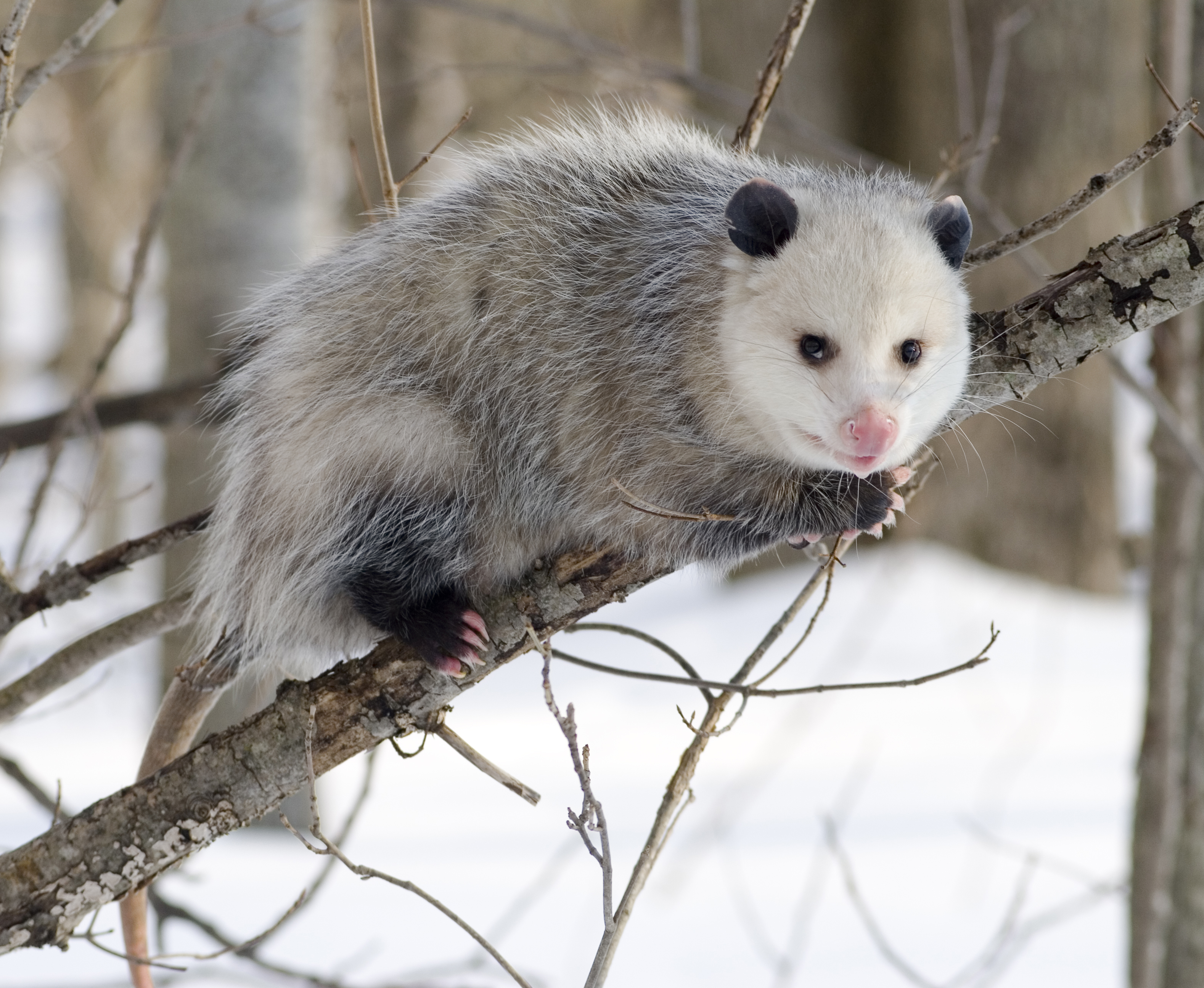 A Virginia opossum in profile with its pale face and long tail visible.