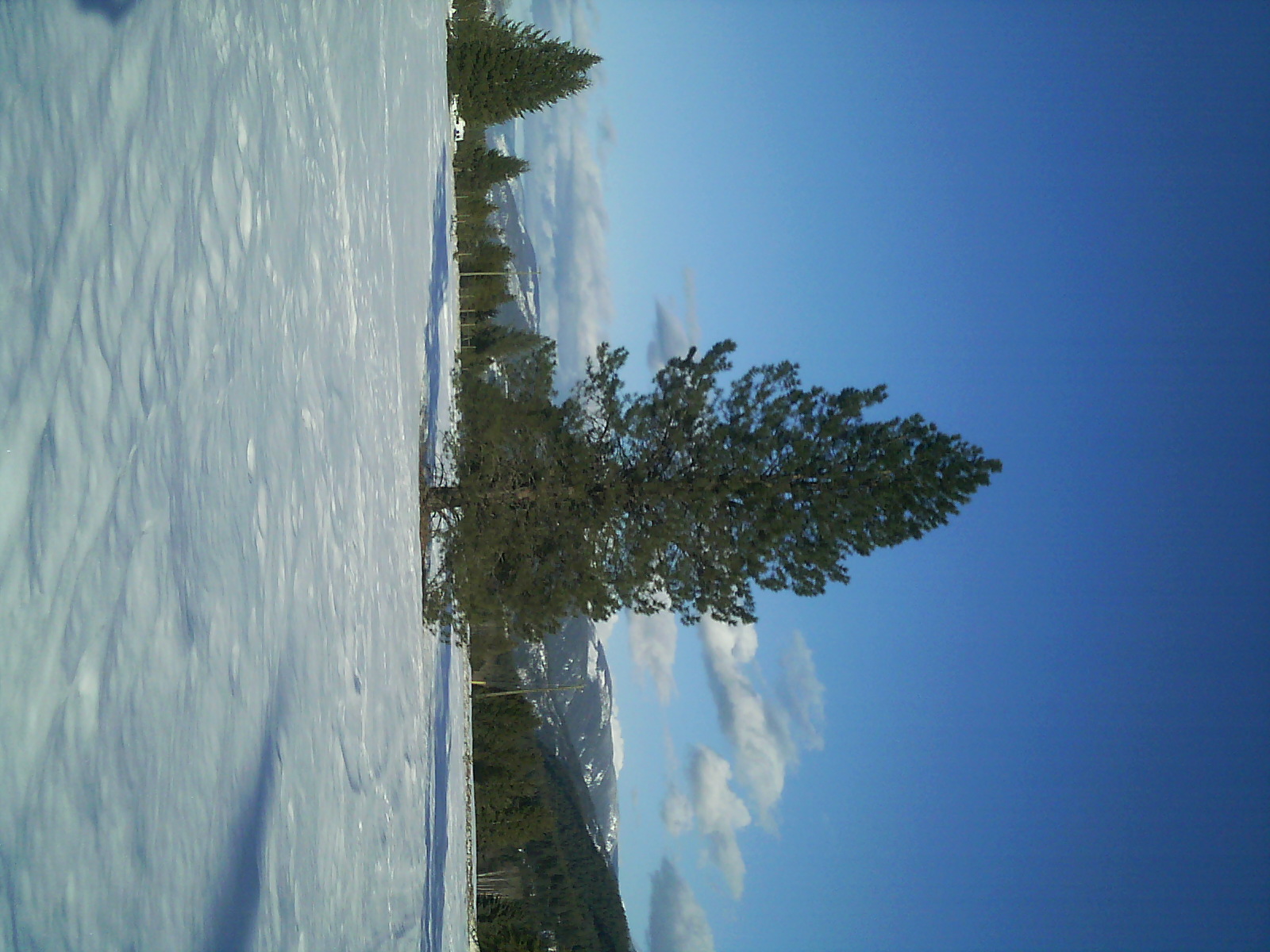 Ponderosa pine photo