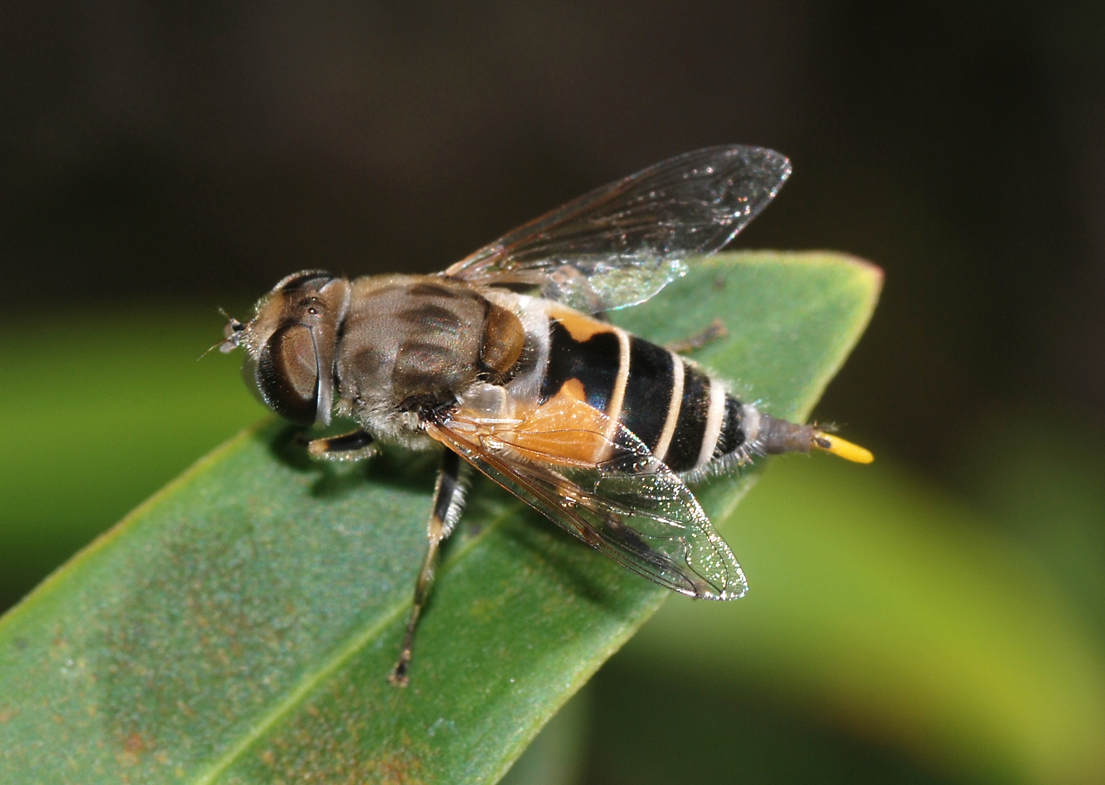 A hoverfly resting on a flower head.