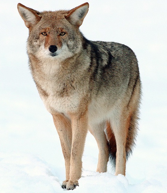 A coyote standing alert in dry grass.