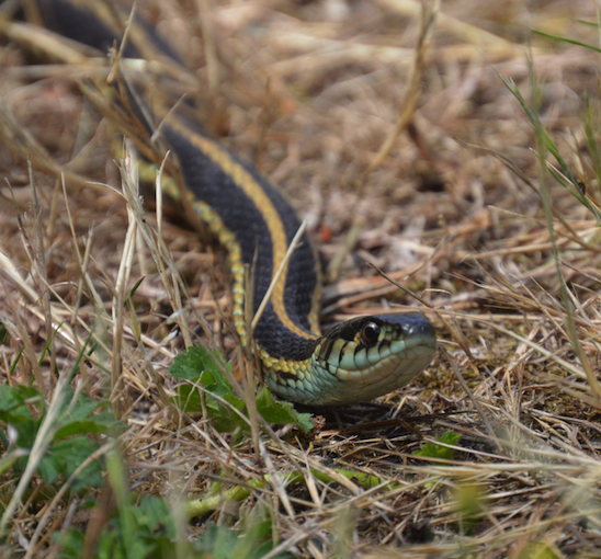 A northwestern garter snake stretched along the ground.