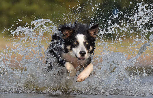 border-collie-dashing