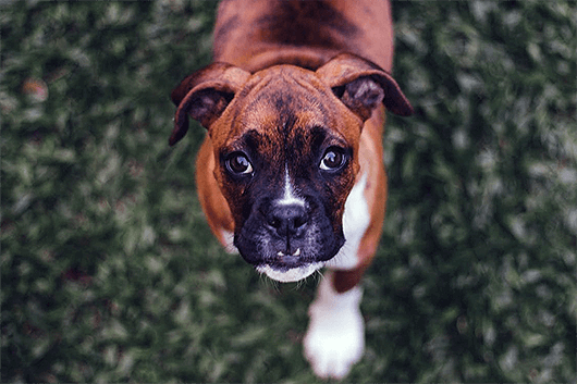 boxer-paw-forward