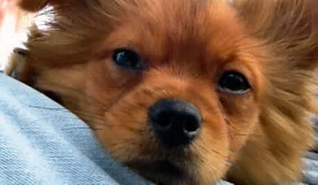 Our Foundation Awards Funds To Rescue Group