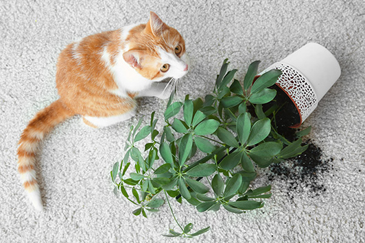 Common Houseplants That Are Safe For Dogs and Cats