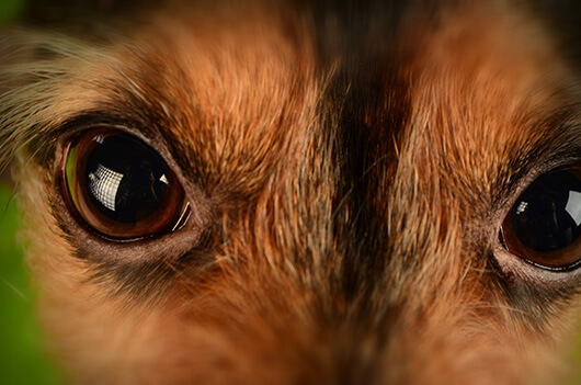close-up-dogs-eyes