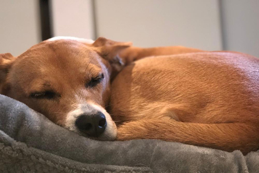 dog curled up in a ball