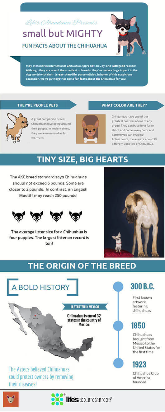 Chihuahua Appreciation Infographic