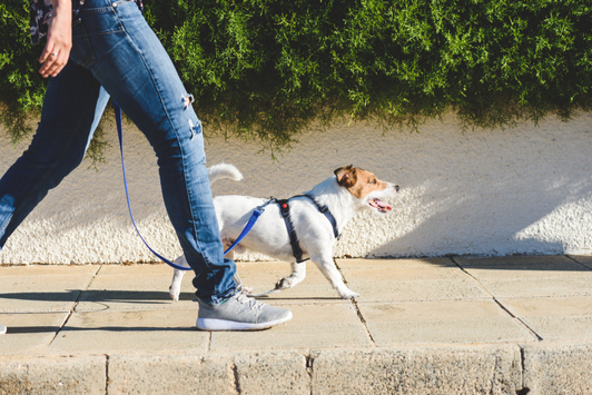 Dog Exercising to Lose Weight