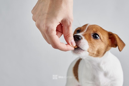 dog taking kibble out of owner hand