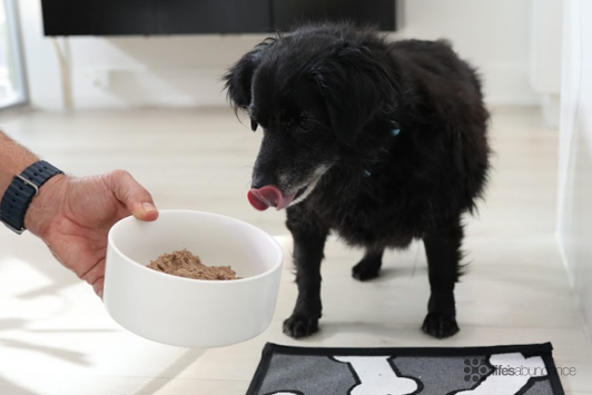 Benefits of Venison in Dog Food: Why Venison Is Great for Dogs