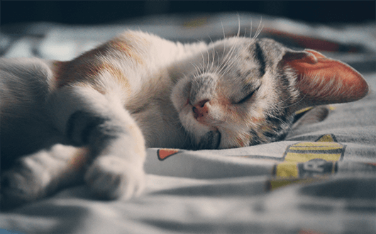 napping-in-bed
