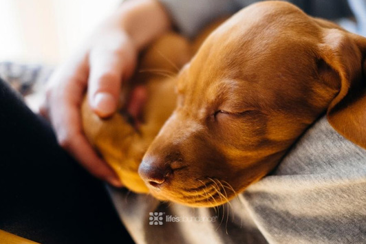 puppy napping on human lap
