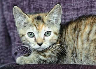 Foundation Grant to Paws South Florida Rescue