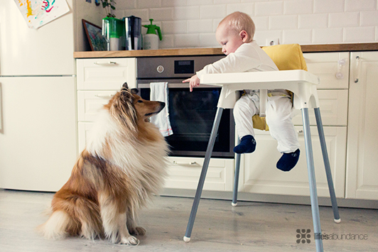 Dog and Cat Food Recalls Affecting Infants