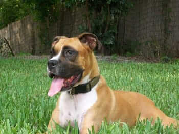 Murphy