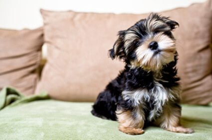 Home Design with Dogs and Cats in Mind