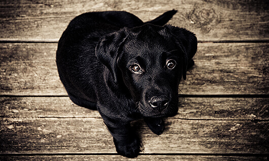 How Dog Rescue Grants Save Lives