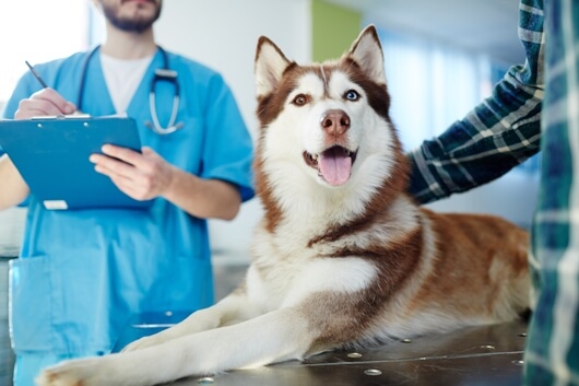treating-canine-cancer