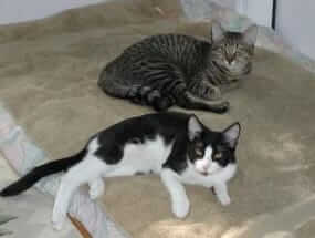 Cheetah & Tucker