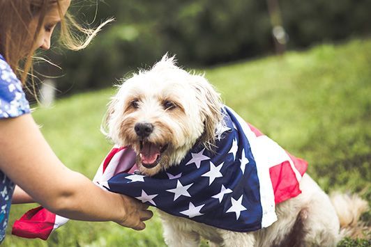 5 July 4th Safety Tips for Dogs and Cats