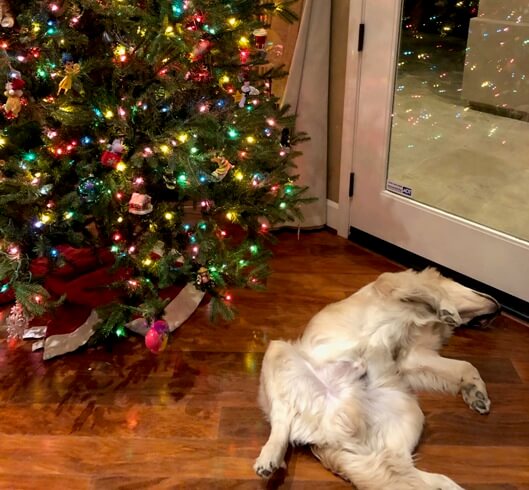 Ollie-under-the-tree
