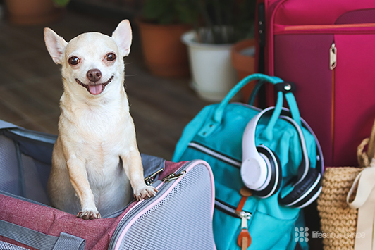 7 Emergency Essentials for Your Dog's Bug-Out Bag