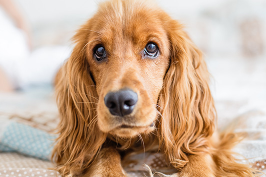 dog on bed puppy eyes
