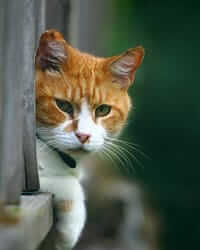 Feline Lower Urinary Tract Disease: Causes and Care