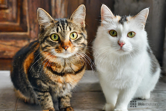 Cat Coat Colors: Personality Myth Debunked
