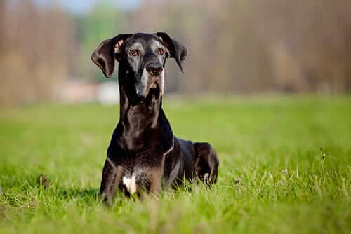 Regal Great Dane