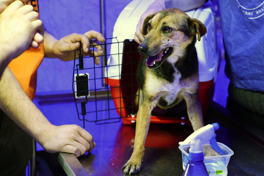 Dr. Jane Foundation Supports Ukraine Dog and Cat Rescue