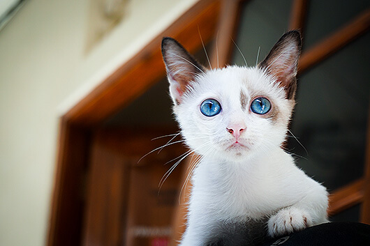 blue-eyed-kitty