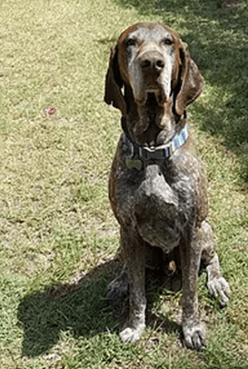 Jasper-thumbnail