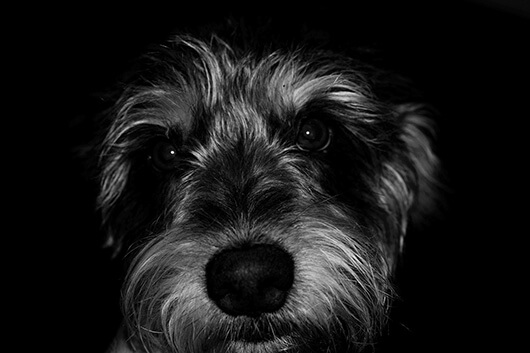 wolfhound-close-up