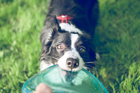 dog playing with toy