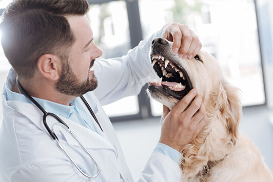 Vet Examining Dog Dental Care