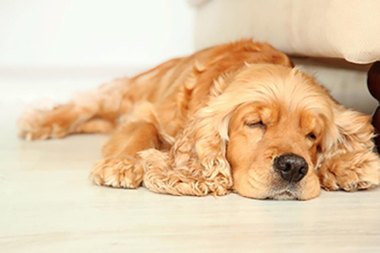 dog sprawled out