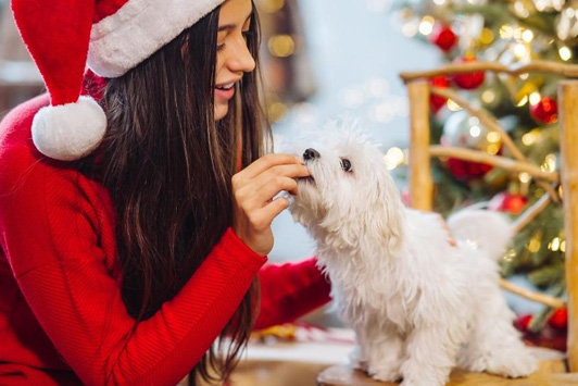 Holiday Safety Guide: Keep Dogs and Cats Safe