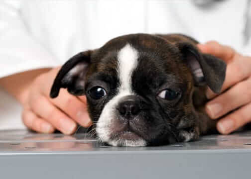 Boston Terrier Puppy