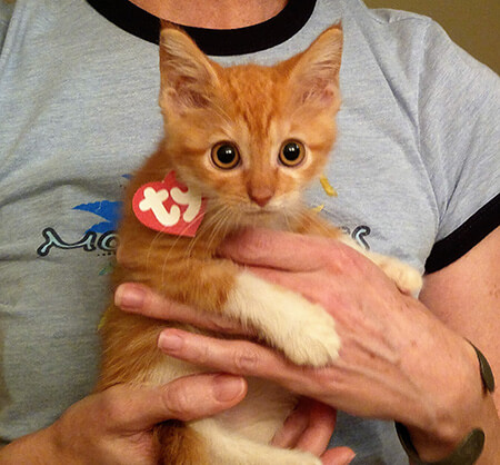 Ty Hello Kitty