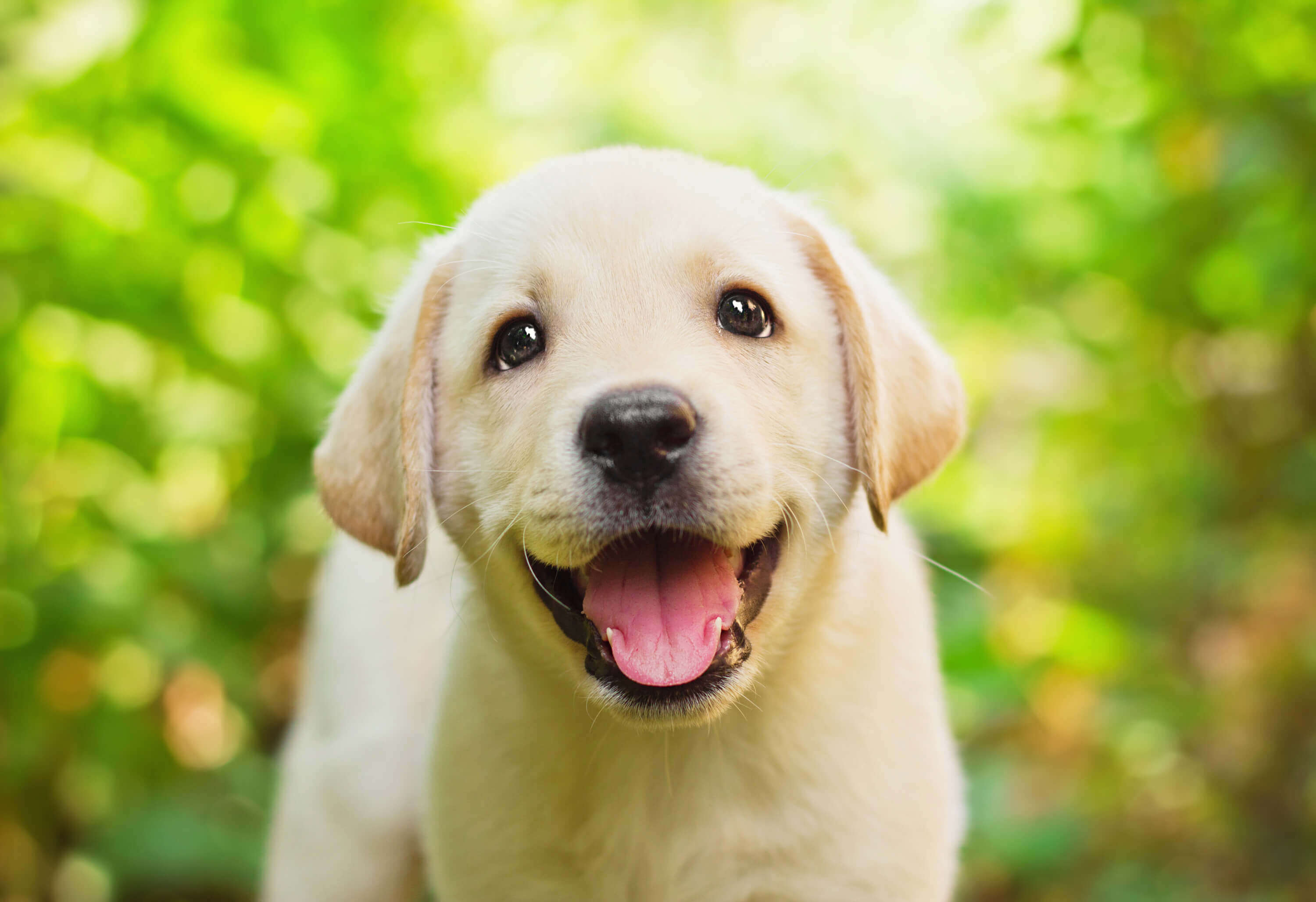 Happy-labrador-puppy