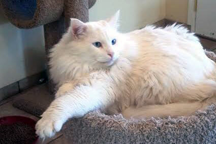 Grant for New Mexico Dog and Cat Rescue