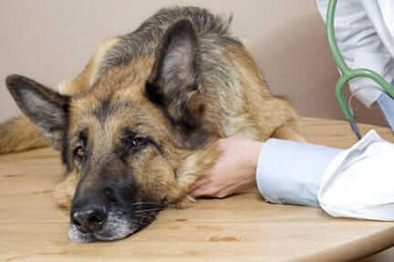 pet food recall