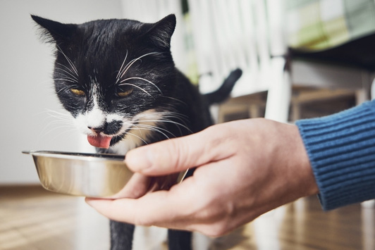 Alternatives to Canned Dog Food: Healthy Options for Your Dog