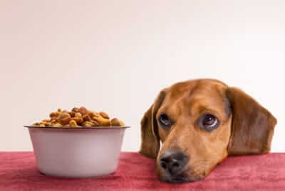 Dog Looking Guilty