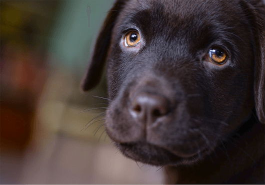 chocolate-lab