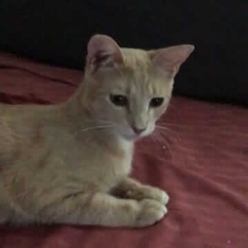 Aramis